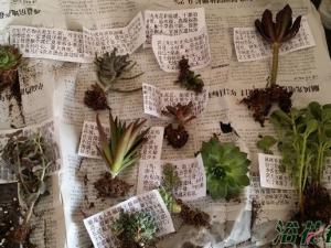 买的多肉要洗根吗|灵活把握
