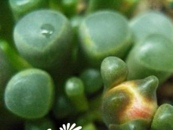 五十铃玉（Fenestraria aurantiaca）基本养护
