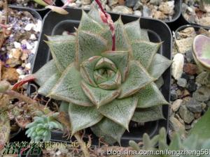 小和锦是大合锦的杂交品种，植株比大合锦小