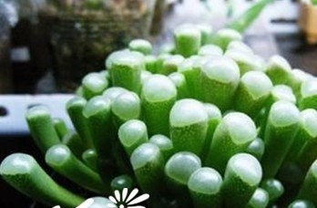 五十铃玉（Fenestraria aurantiaca）基本养护