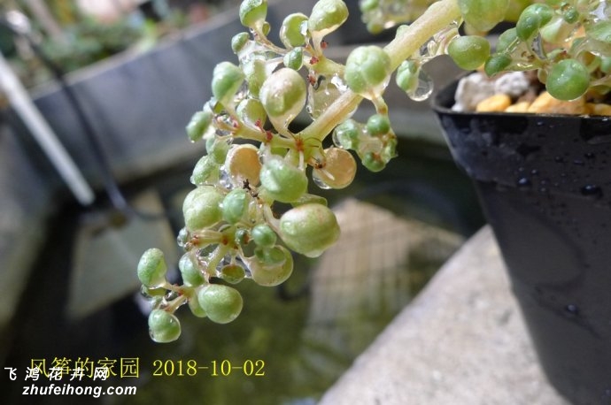 露镜