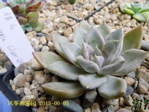 银后多肉植物是景天科拟石莲属