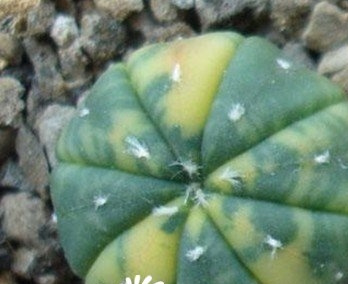 ڶƷʼ𷽷