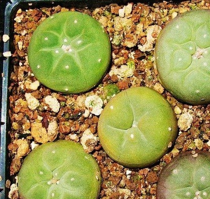 浅谈乌羽玉属植物的生长特点