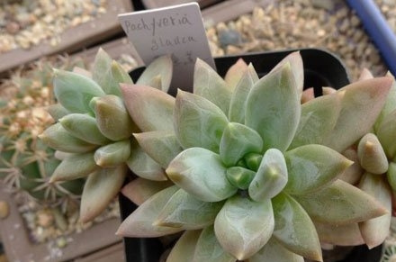 多肉植物蓝黛莲的养殖方法