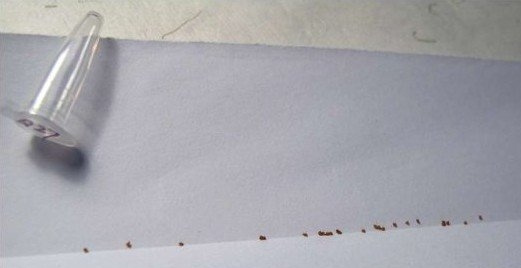 ��ʮ������