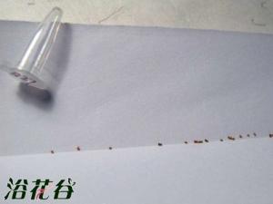 ��ʮ������