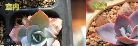多肉植物广寒宫露养与室内养植的区别