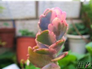 玉吊钟繁殖方法