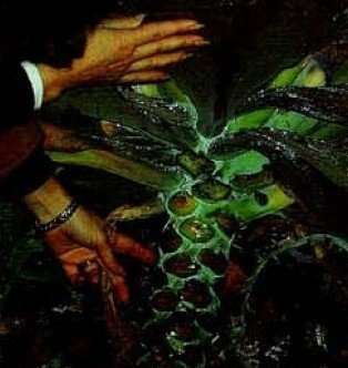 石莲花属植物的日常养护(一)