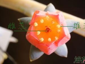 多肉植物如何授粉呢?