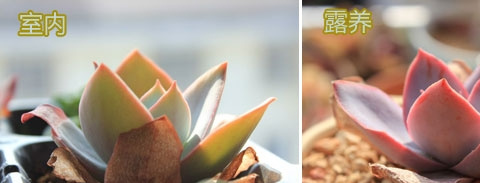 多肉植物广寒宫露养与室内养植的区别