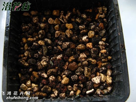 生石花用什么土