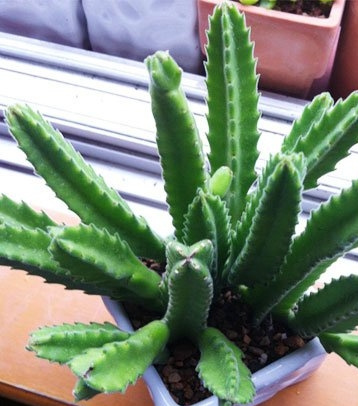 龙王阁多肉怎么养