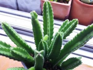 龙王阁多肉怎么养