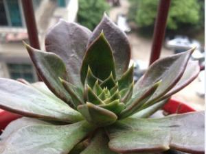 从不同角度来分析多肉植物如何施肥