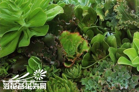 石莲花属植物的日常养护(一)