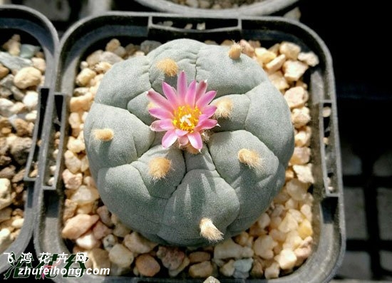 仙人掌科植物全年种植简要说明