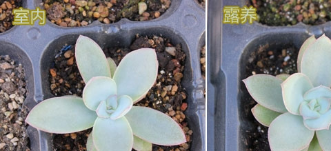 多肉植物广寒宫露养与室内养植的区别