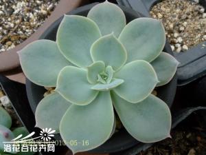 ƶ(Echeveria domingo)(ͼ)