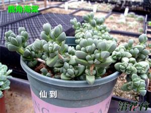 鹿角海棠为番杏科多肉植物