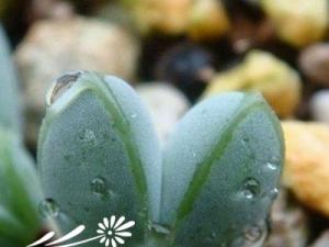 南非多肉植物的家庭栽培-浇水篇