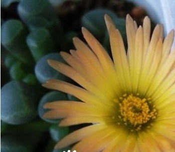 五十铃玉（Fenestraria aurantiaca）基本养护