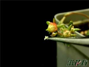 多肉花粉保存