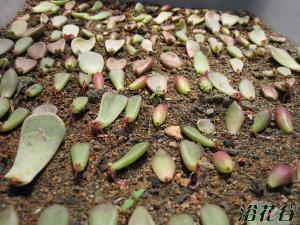 多肉植物叶片扦插是多肉植物繁殖的一个重要手段