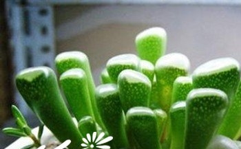 五十铃玉（Fenestraria aurantiaca）基本养护