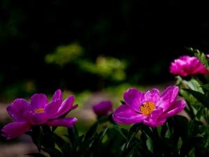 川赤芍如何育苗与养护
