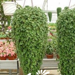 马蹄金的盆栽方法