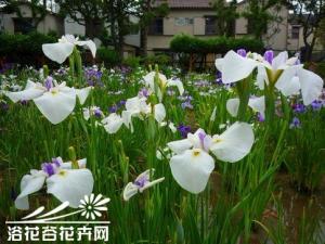 花菖蒲栽培养护技术