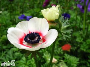 银莲花栽培在我国南方9月上旬到11月中旬都可栽种