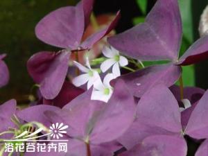 紫叶酢浆草怎么养? 夜间及阴天光照不足时闭合