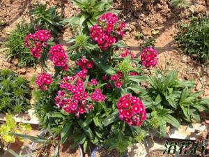 美国石竹种植方法 美国石竹喜欢微碱性土壤pH值7-8.5之间均可