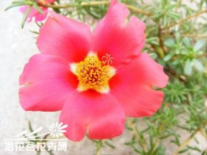 大花马齿苋的养殖方法 大花马齿苋性喜欢温暖、阳光充足的环境