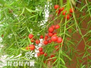 天门冬喜阳光，耐半阴，怕强光直射.宜疏松肥沃、排水良好的沙质壤土
