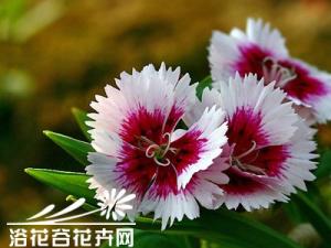 石竹花的养殖方法 盆栽石竹要求施足基肥，每盆种2-3株