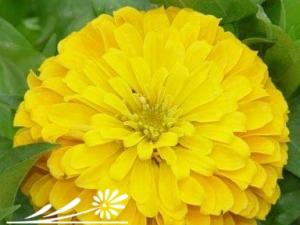 百日草一年生草本，喜光、喜温，较喜湿润