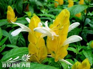 黃虾花的养殖方法