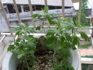 艾草可以种在家里吗?