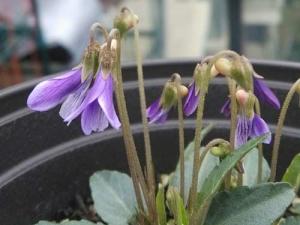 紫花地丁怎么种(移栽和播种) 紫花地丁为喜阴植物，故出苗后要勤浇水