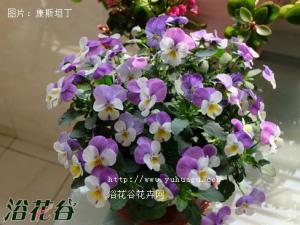盆栽角堇的种植方法