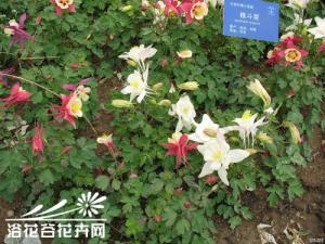耧斗菜的养殖方法