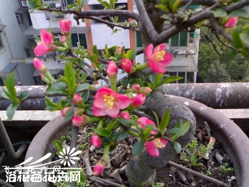木瓜海棠的养殖方法
