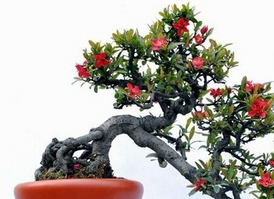 贴梗海棠的栽培技术
