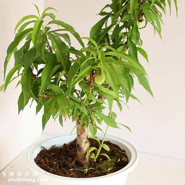 寿星桃