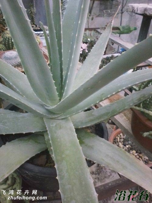 什么品种的芦荟可以吃