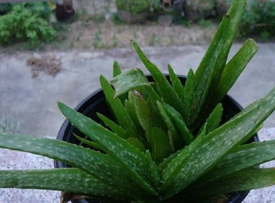 什么品种的芦荟可以吃
